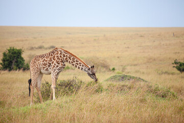 Naklejka na ściany i meble Masai Giraffe walking in the early morning in the Masai Mara, Kenya 