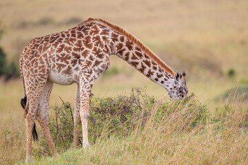 Naklejka na ściany i meble Masai Giraffe walking in the early morning in the Masai Mara, Kenya 