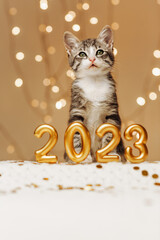 Gray kitten sit behind the figures of the new year 2023 on the background of the lights of the...