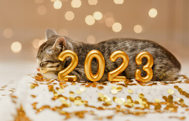 Gray kitten lies next to the figures of the new year 2023 on the background of the lights of the...