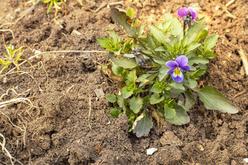 Spring wild flower on the ground in the garden