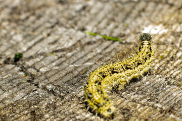 Caterpillar with spikes on an old stump selective focus