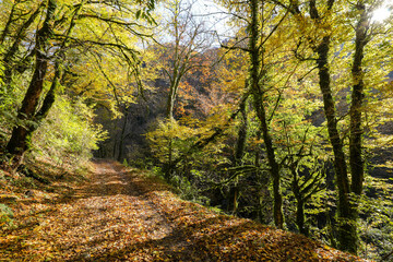 Beautiful autumn landscape with in forest.