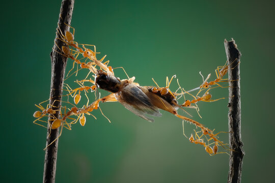 Ants with prey