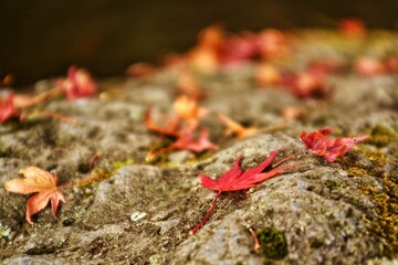 moss on the ground