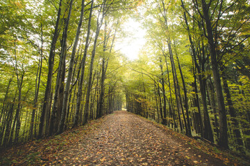 Fototapeta premium Best autumn mood in the beech forest. The golden light of the sun illuminates the leaves on the ground, the moss and the surrounding trees full of colourful foliage. Hiking lifestyle. Beskydy mountain