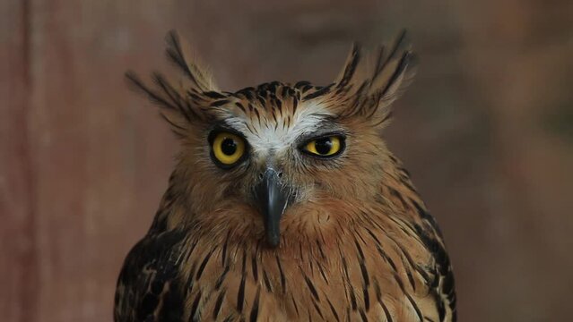 Close-up of a Buffy Fish Owl with yellow eyes