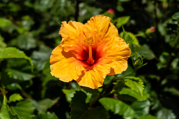 orange hibiscus grown in a garden in spain