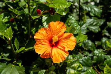 orange hibiscus grown in a garden in spain