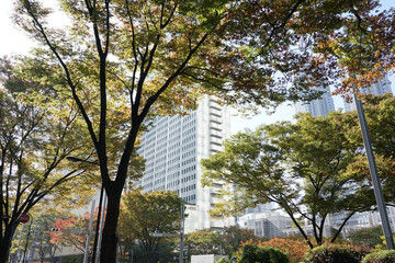 秋晴れの西新宿 高層ビル街の紅葉（東京都新宿区）
