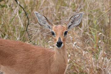 Naklejka na ściany i meble Steenbok are small antelope which typically browse on low-level vegetation