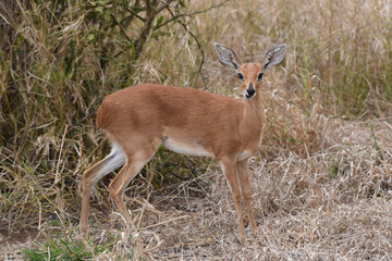 Steenbok are small antelope which typically browse on low-level vegetation