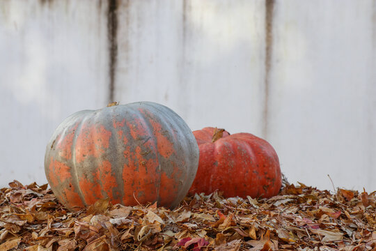 Decora&ccedil;&atilde;o com duas Ab&oacute;boras