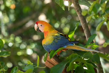 Portrait of sitting yellow breast Ara. (Ara ararauna).