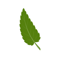 Nettle leaf. Green leaf isolated on white background. Vector illustration.