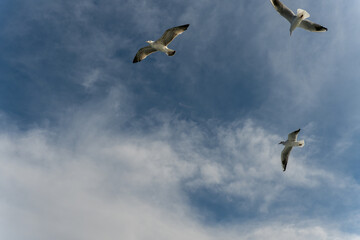 Istanbul seagulls  feeding and following the ferry