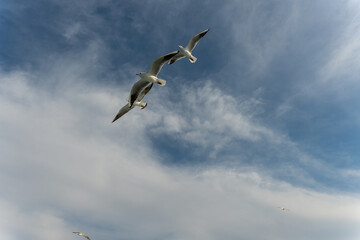 Istanbul seagulls  feeding and following the ferry