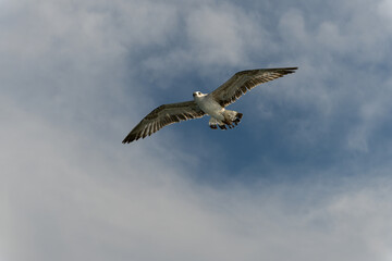 Istanbul seagulls  feeding and following the ferry