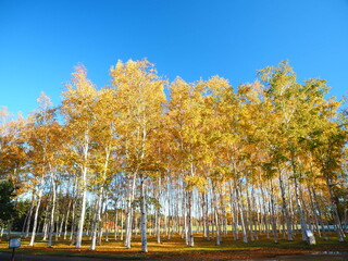 北海道の絶景 秋の白樺林の風景