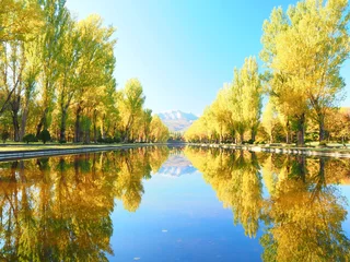 Photo sur Plexiglas Couleur miel 北海道の絶景 秋の前田森林公園 ポプラ並木の紅葉風景