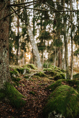 footpath in the forest