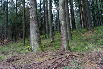 Obraz premium Wald in Wipperfürth