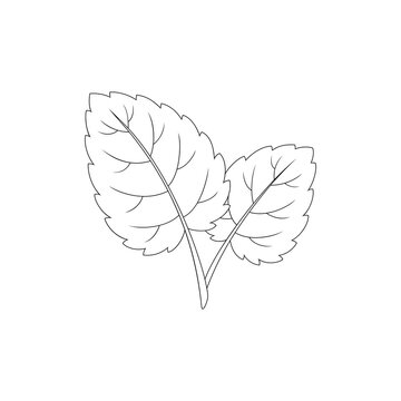 Lemon balm, melissa, aromatic herb. Hand drawn vector illustration.	