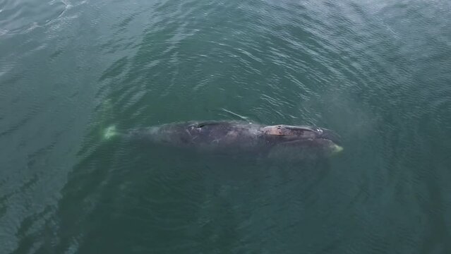 bowhead whales float above the water. Aerial photography of a large whale.