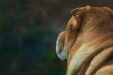 back portrait of a chow-chow dog
