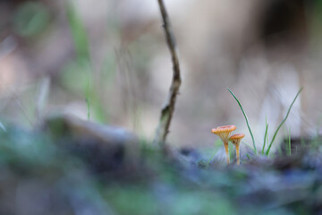 A pair of underwater chanterelles