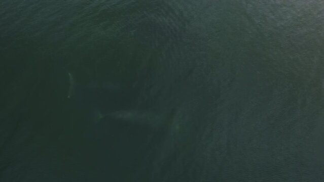 The bowhead whales family swims underwater at shallow depths.