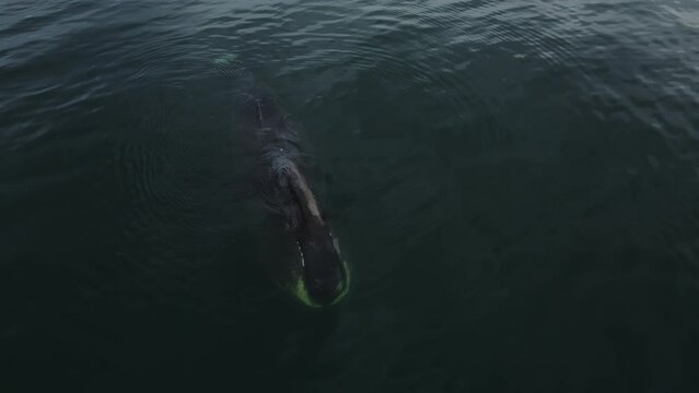 bowhead whales pop up to breathe. Large wild animals in national parks. The bowhead whale is breathing. Aerial photography of a large whale.