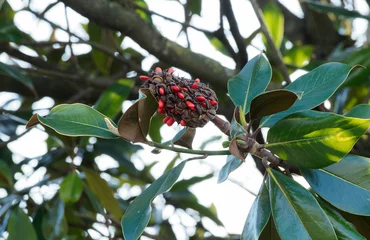 Zelfklevend Fotobehang Magnolia grandiflora - Ornamental tree with red seed cluster on erect fruits of Southern magnolia in late autumn © Marc