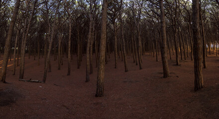 Mystischer Pinienwald