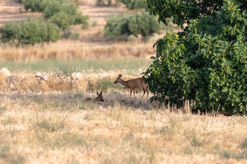 Deer eating in the meadows