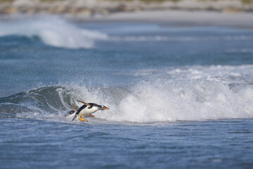 Gentoo Penguins (Pygoscelis papua) coming ashore after feeding at sea on Sea Lion Island in the...