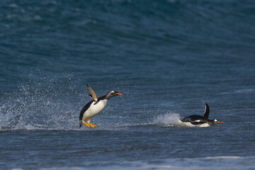 Gentoo Penguins (Pygoscelis papua) coming ashore after feeding at sea on Sea Lion Island in the Falkland Islands.