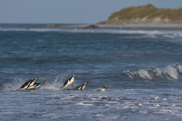 Fototapeta premium Gentoo Penguins (Pygoscelis papua) coming ashore after feeding at sea on Sea Lion Island in the Falkland Islands.