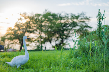 新潟　一羽で歩く白鳥