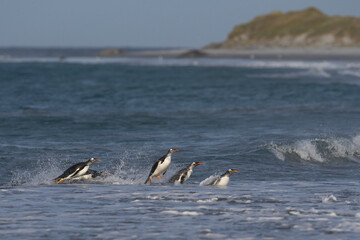 Fototapeta premium Gentoo Penguins (Pygoscelis papua) coming ashore after feeding at sea on Sea Lion Island in the Falkland Islands.
