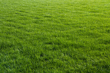 Obraz na płótnie Canvas Format-filling recording of the meadow in front of the Garmisch-Partenkirchen ski jump, structured green background
