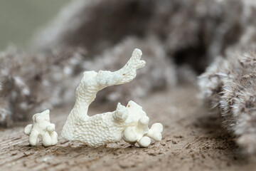 White Natural Sea Coral Fossil on Wood Background