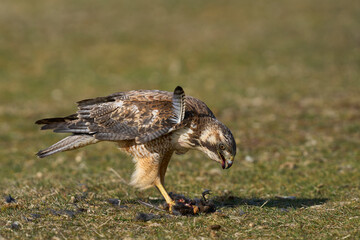Variable Hawk (Buteo polyosoma) feeding  on a small bird it has caught on Sea Lion Island in the Falkland Islands