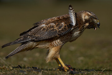 Variable Hawk (Buteo polyosoma) feeding  on a small bird it has caught on Sea Lion Island in the Falkland Islands