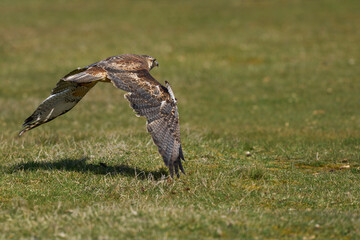 Variable Hawk (Buteo polyosoma) flying low over the ground on Sea Lion Island in the Falkland...