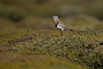 Rufous-chested Dotterel (Charadrius modestus) standing on a low growing shrub on Sea Lion Island in the Falkland Islands