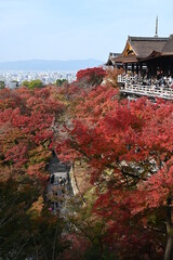 Naklejka premium 秋の京都 清水寺の紅葉の風景