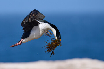 Imperial Shag (Phalacrocorax atriceps albiventer) carrying vegetation to be used as nesting...