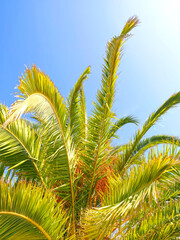 Palm tree with big dates in the sun