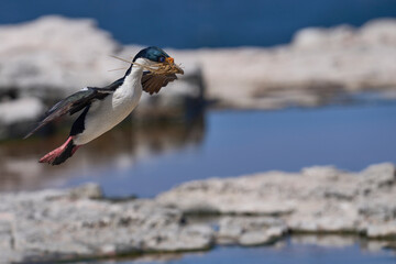 Imperial Shag (Phalacrocorax atriceps albiventer) carrying vegetation to be used as nesting...